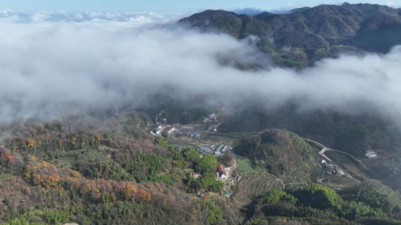 古茶園所在地霍山縣東西溪鄉桃李河村。