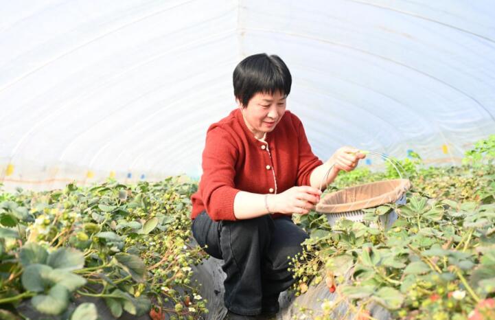 开云体育官网“好草莓还是‘长丰味’”(图1)