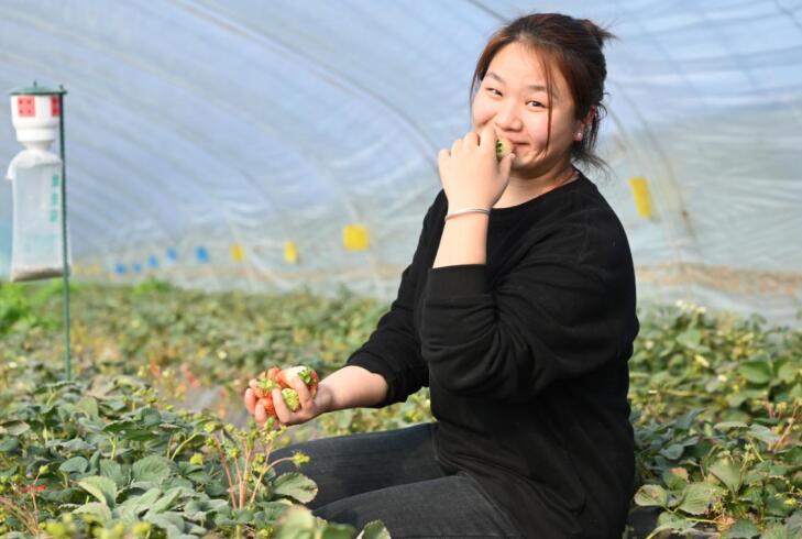 开云体育官网“好草莓还是‘长丰味’”(图2)