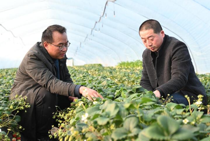 开云体育官网“好草莓还是‘长丰味’”(图3)