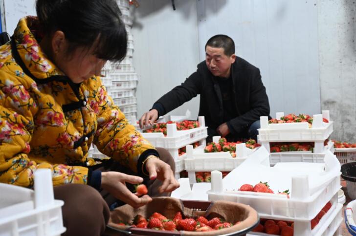 开云体育官网“好草莓还是‘长丰味’”(图4)