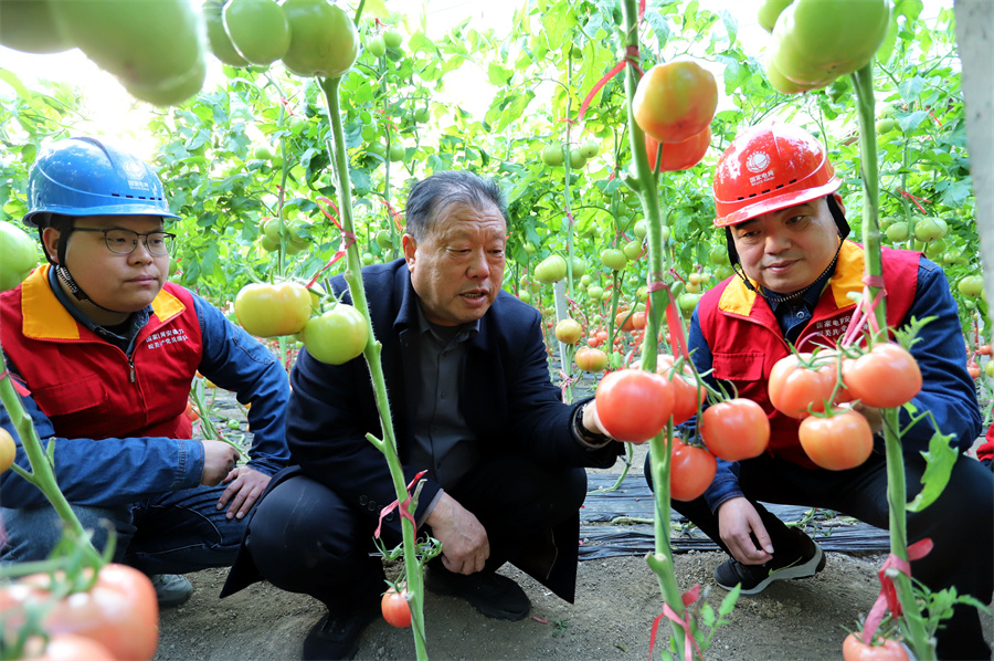 安徽涡阳：守护市民“菜篮子”用电安全