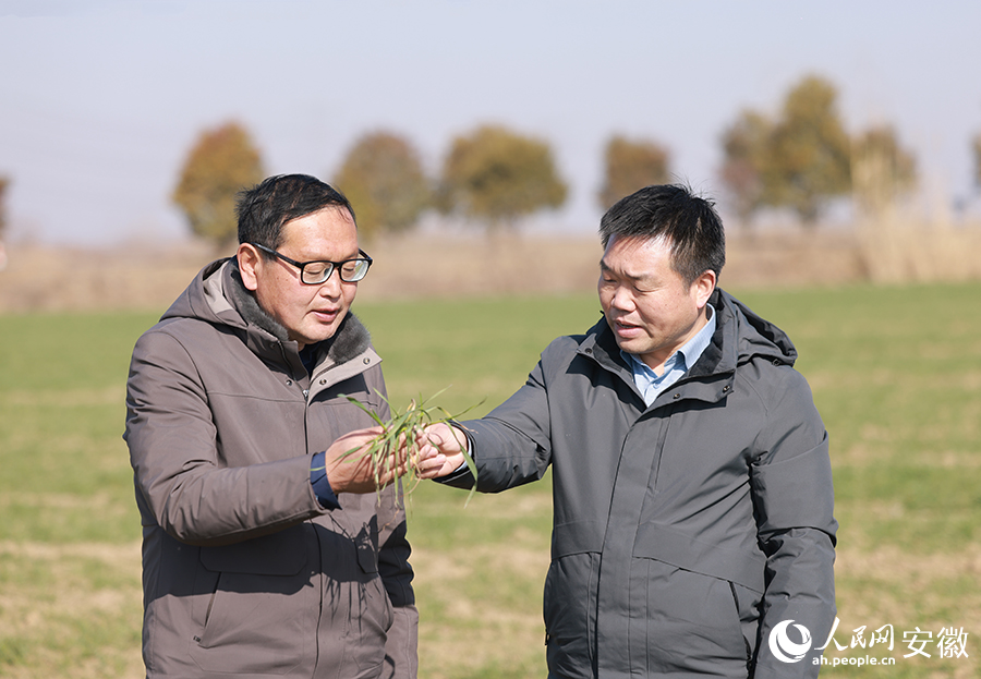 种粮大户马长春（左一）与农技人员在田间查看小麦长势。人民网记者 王晓飞摄