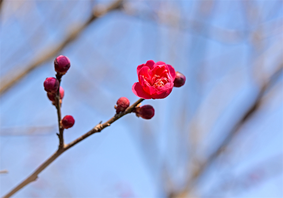 安徽淮南：梅花闹春【5】