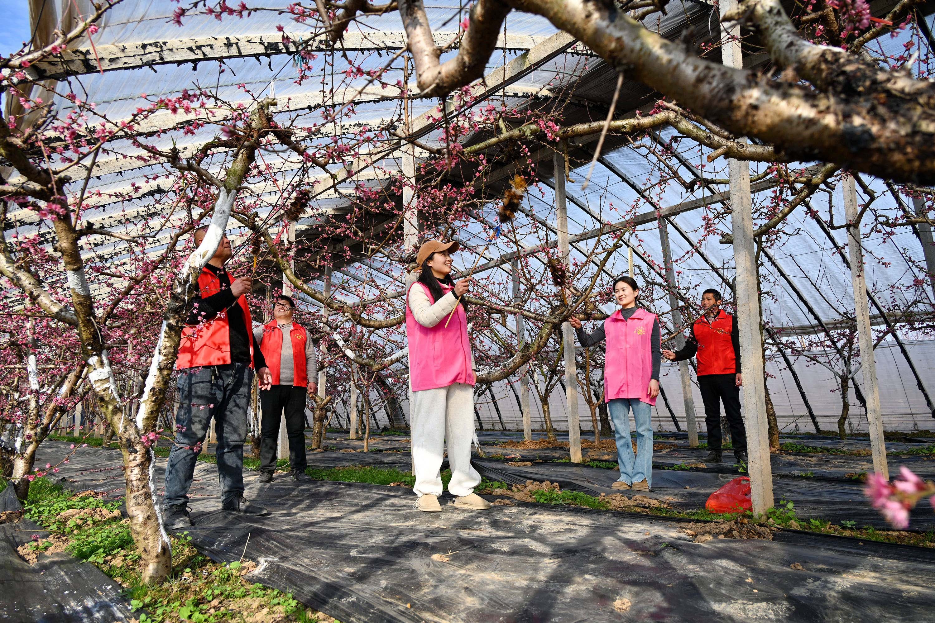 砀山县玄庙镇张王庄村党员在村大棚桃种植基地给桃花人工授粉。