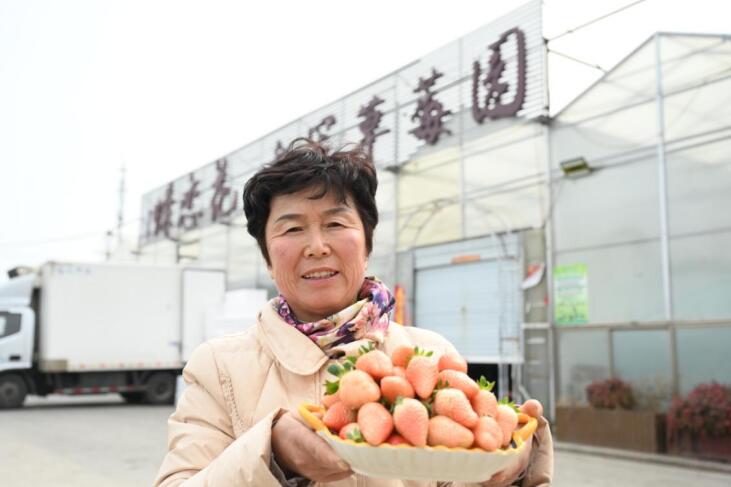 莓农蒋秀芝种植的“长丰红玉”供不应求。杜刚 摄