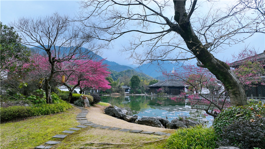 梅花绽放迎春来。