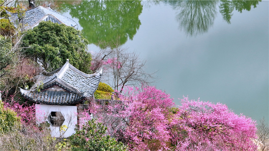 梅花绽放迎春来。