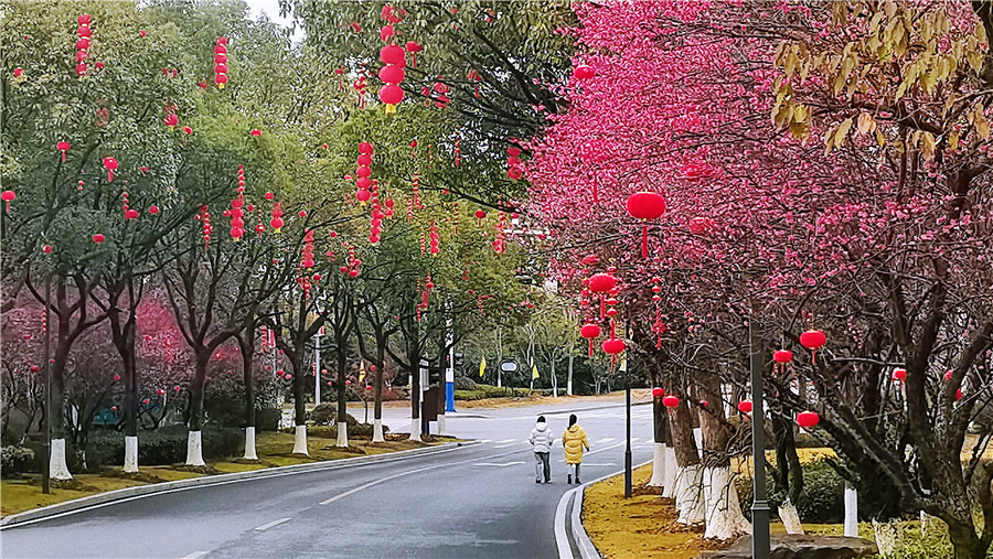 梅花绽放迎春来。