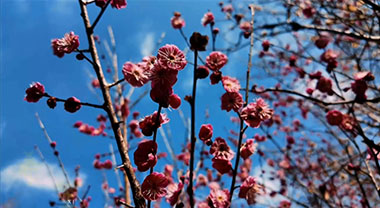 芜湖南陵：森林公园梅花开