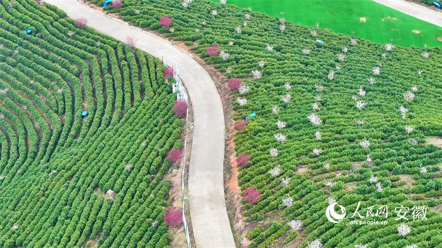 梅花点缀茶园间。人民网 郭昊摄