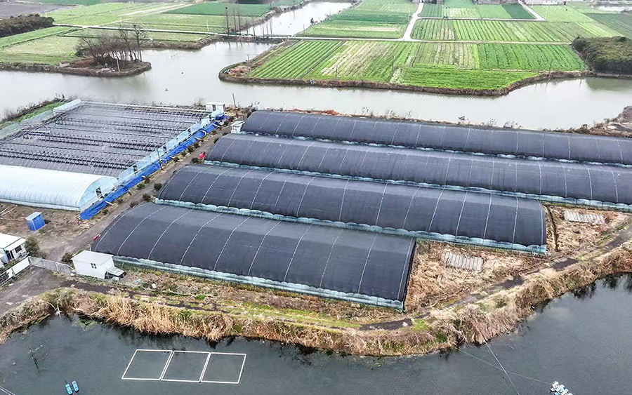 當涂縣黃池鎮戚橋村的淼源水產養殖基地。王文生攝