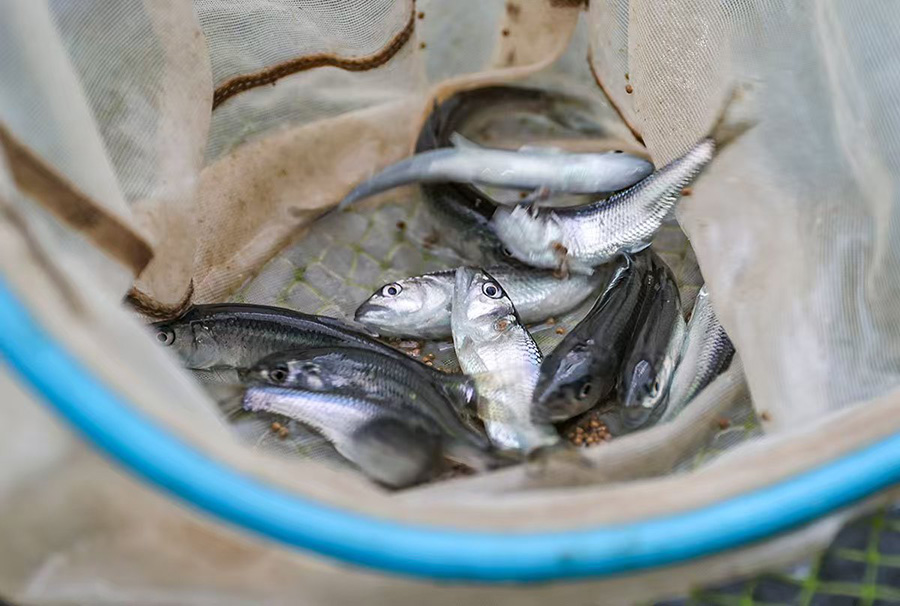 馬口魚。王文生攝