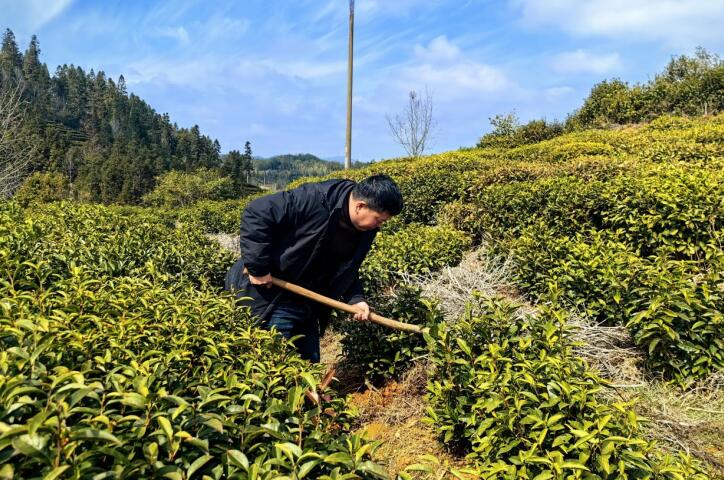 茶園春管。
