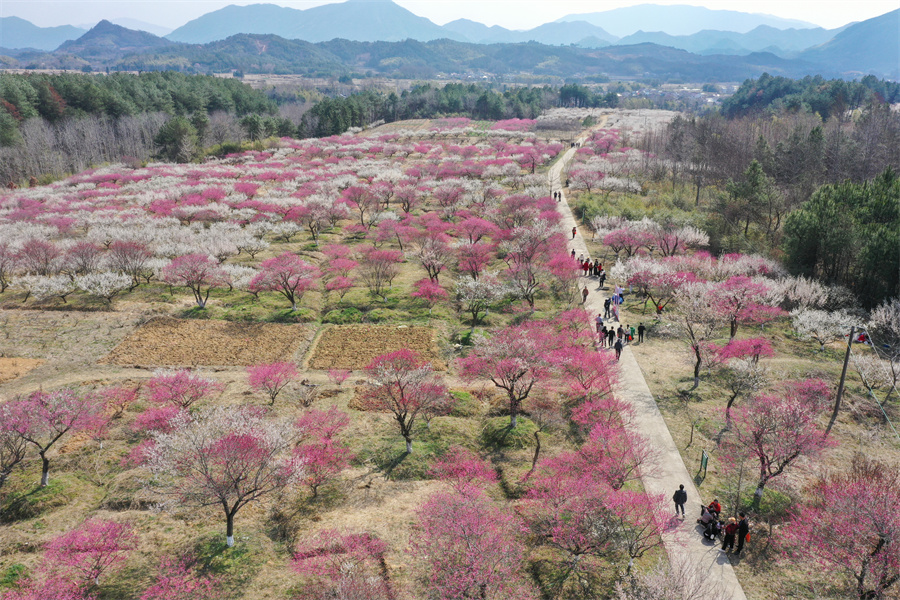 俯瞰旌德县兴隆镇三山村梅园。江建兴摄