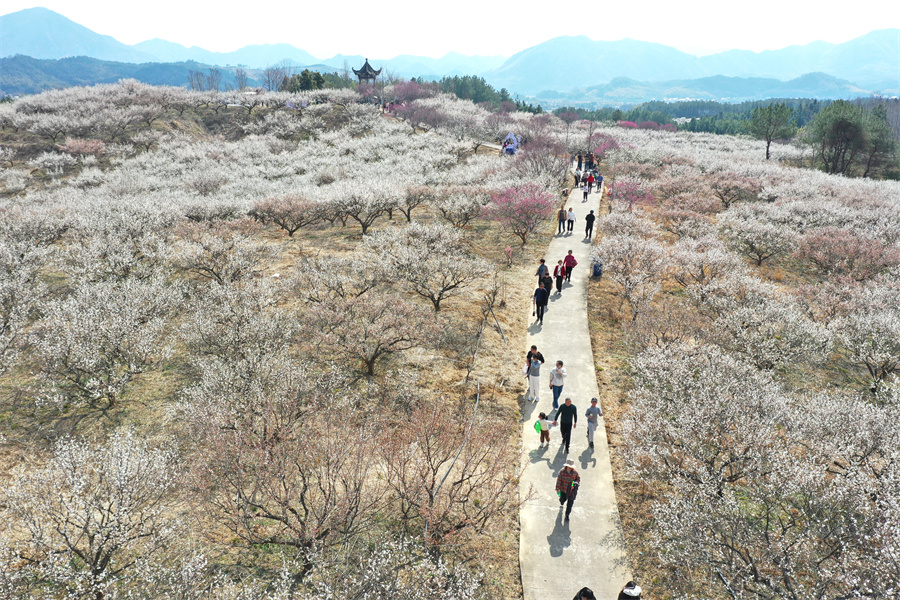 旌德县兴隆镇三山村梅园游人如织。江建兴摄
