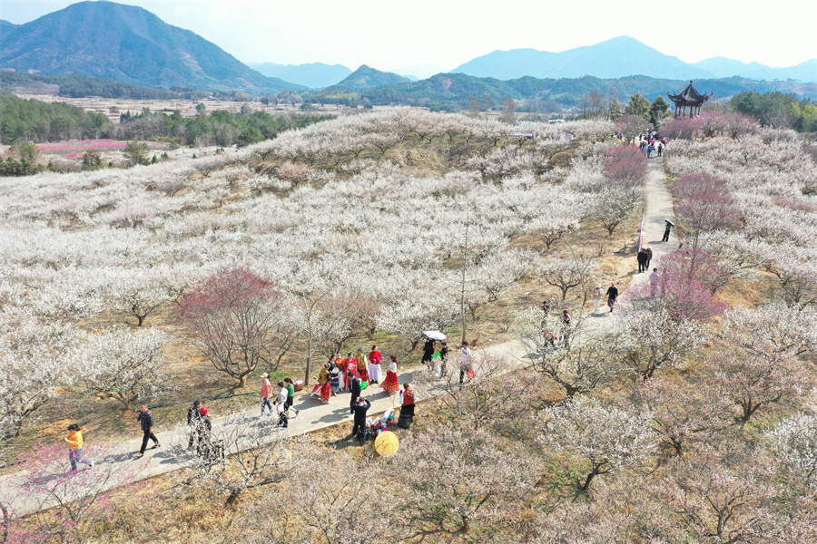 旌德县兴隆镇三山村梅园游人如织。江建兴摄