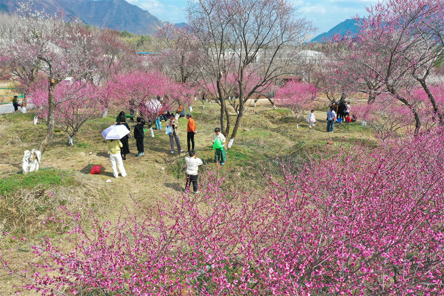 旌德县兴隆镇三山村梅园梅花迎来盛放期。江建兴摄