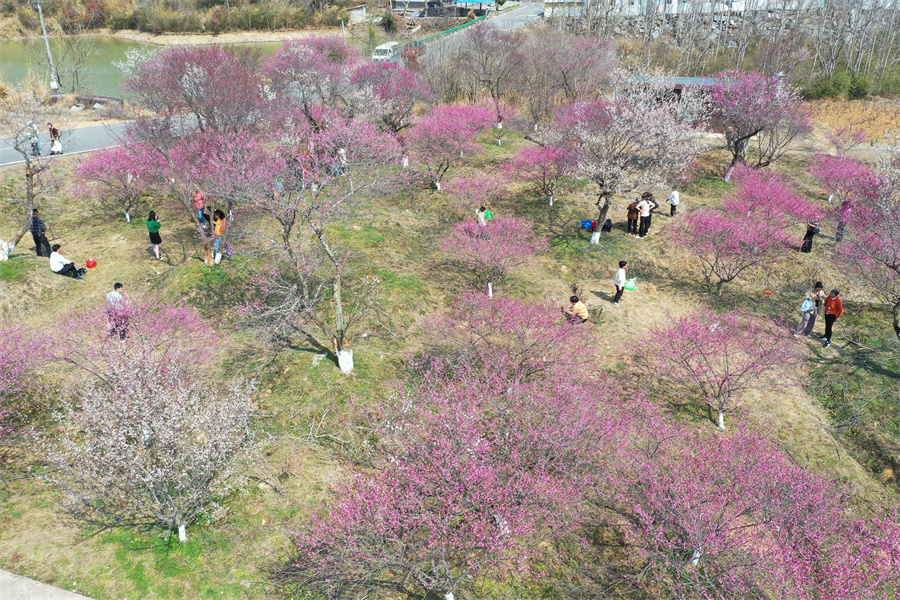 旌德县兴隆镇三山村梅园梅花迎来盛放期。江建兴摄