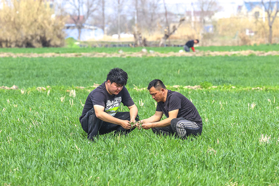 种植户在观察小麦生长。