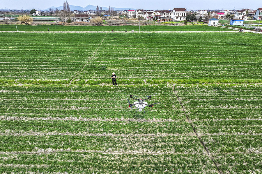种田大户正操控无人机给麦田施肥。