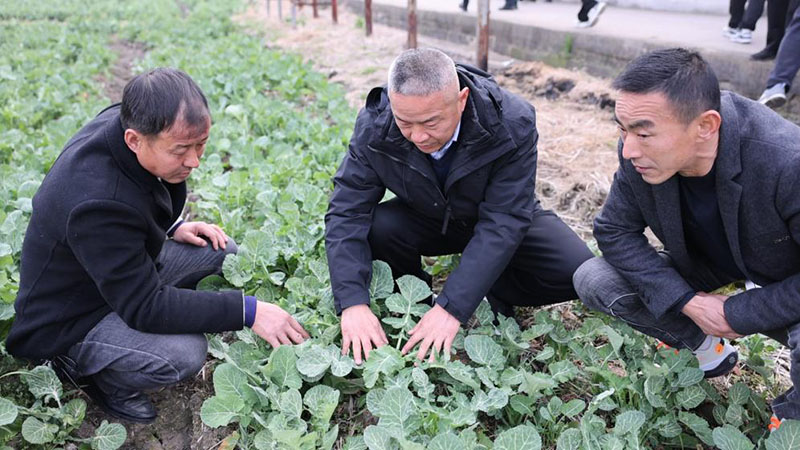 農技人員深入田間為農戶提供春季田管指導。