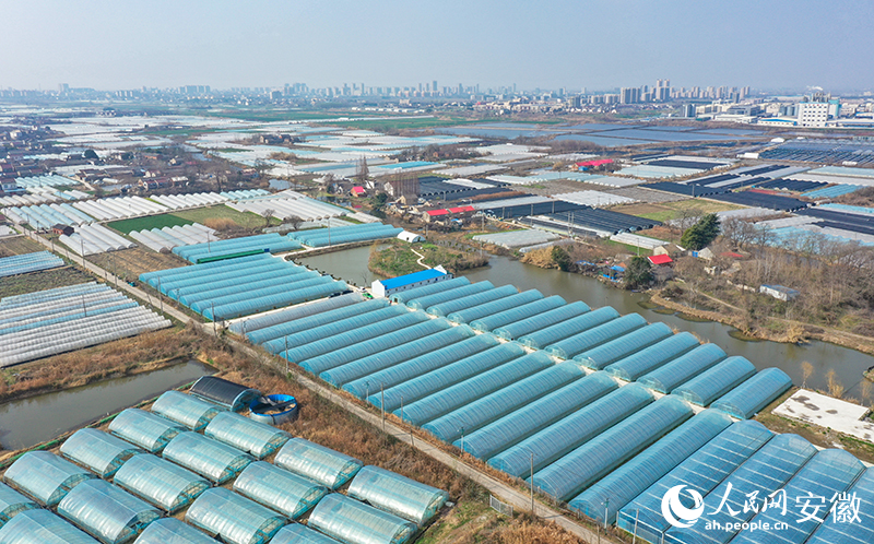 俯瞰马鞍山和县和创高端蔬菜种植基地。人民网记者 张俊摄