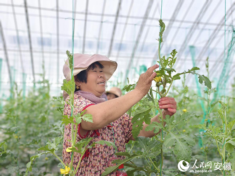 育种基地里，工人在授粉。人民网 陶伟摄