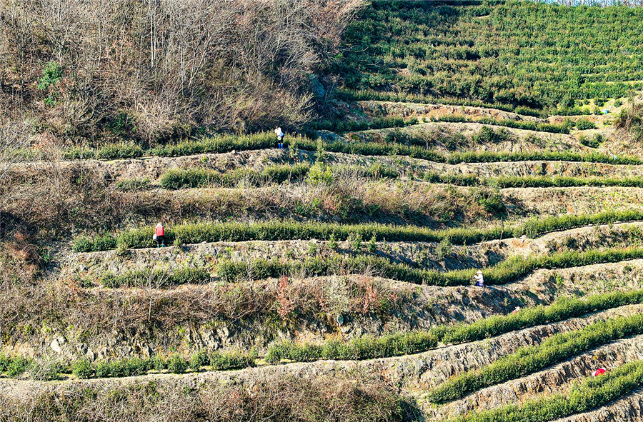 明前茶开始采摘。