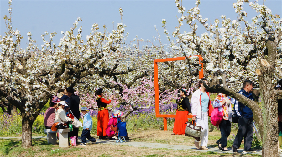 淮南市大通区：观百年梨园 听春天的故事【3】