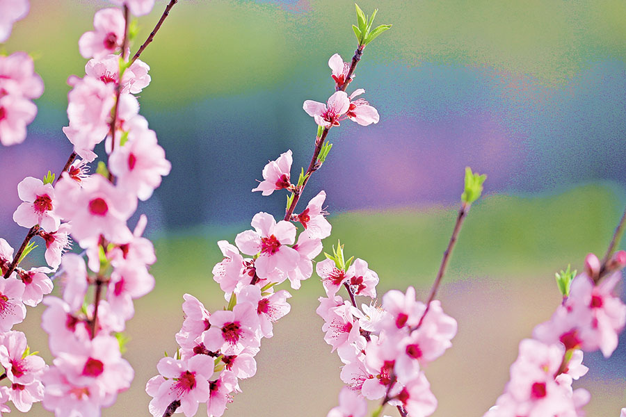桃花正艳。