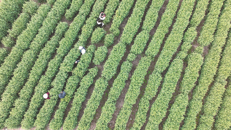 庐江县万山镇长冲村茶园。 记者 张大岗 摄