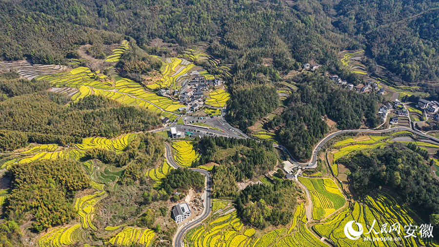 俯瞰黄山市灵山村的梯田油菜花海。人民网记者 张俊摄