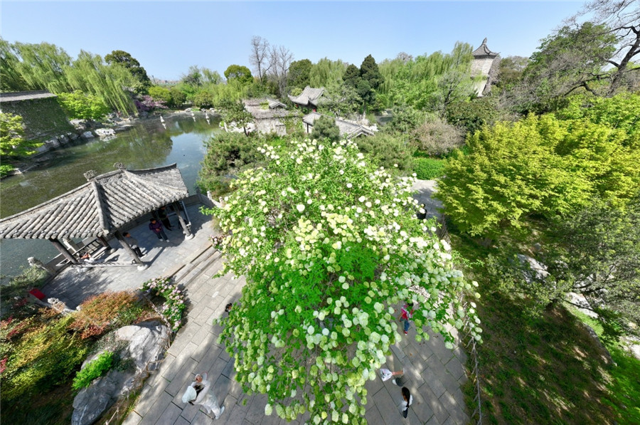 尤家花园木绣球。