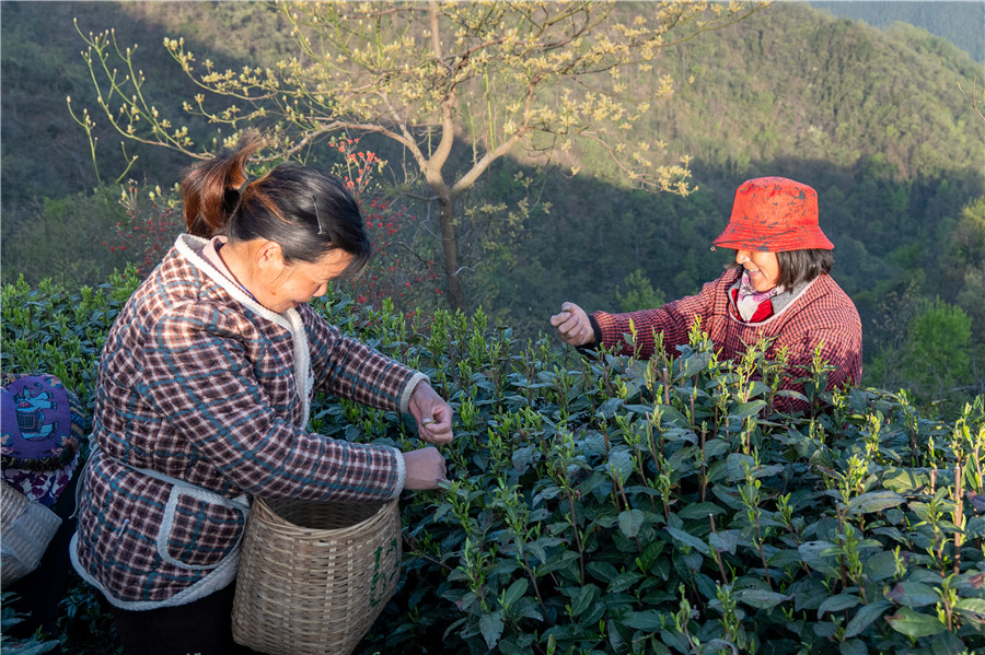映山红染翠茶园。朱学文摄