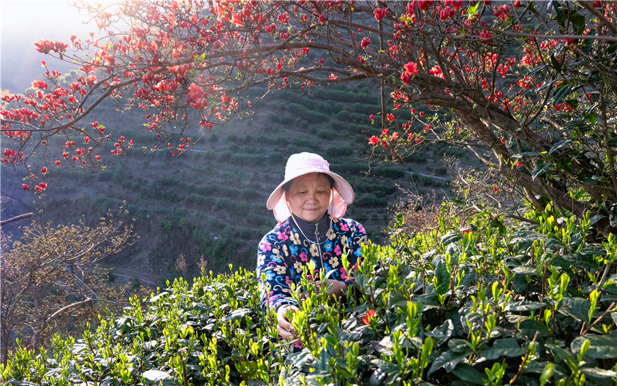 映山红染翠茶园。朱学文摄