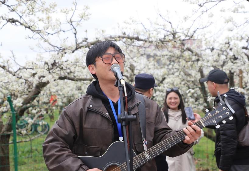梨树下的乡村音乐节。张林摄