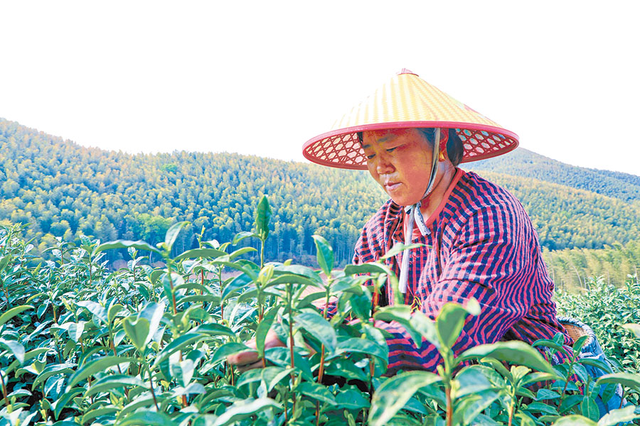采茶。