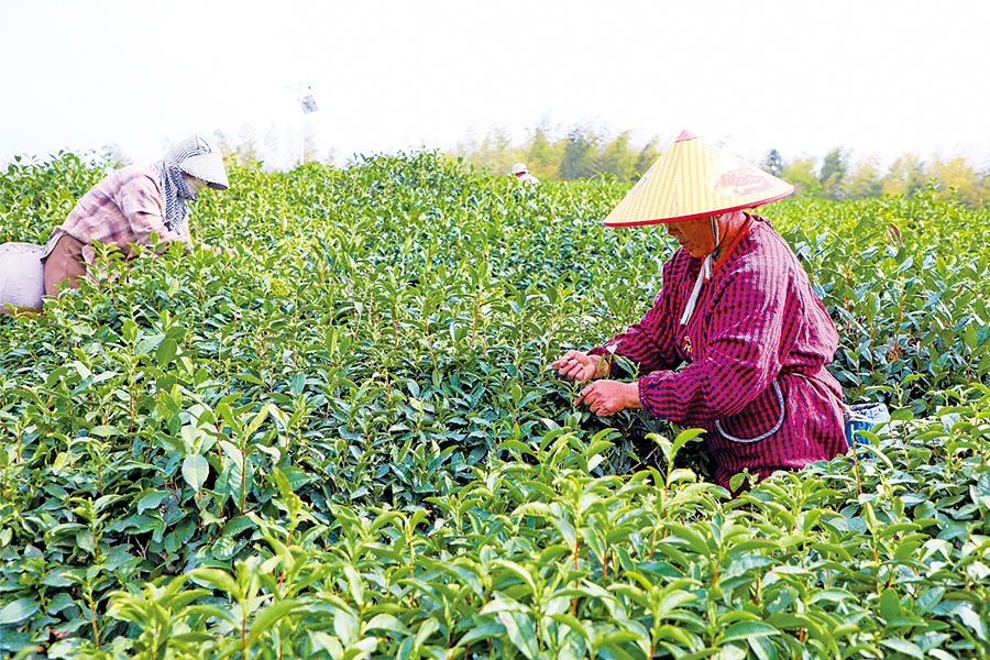 采茶。