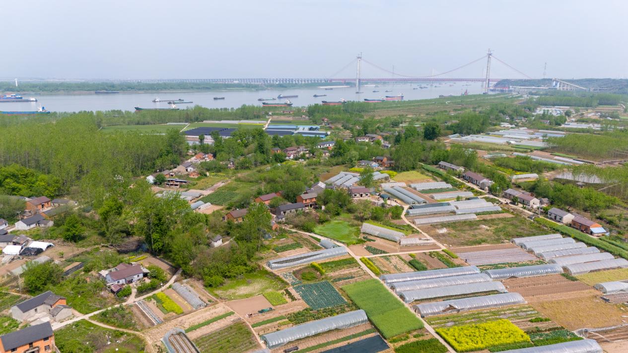 和悦洲无公害蔬菜基地。（无人机航拍）。