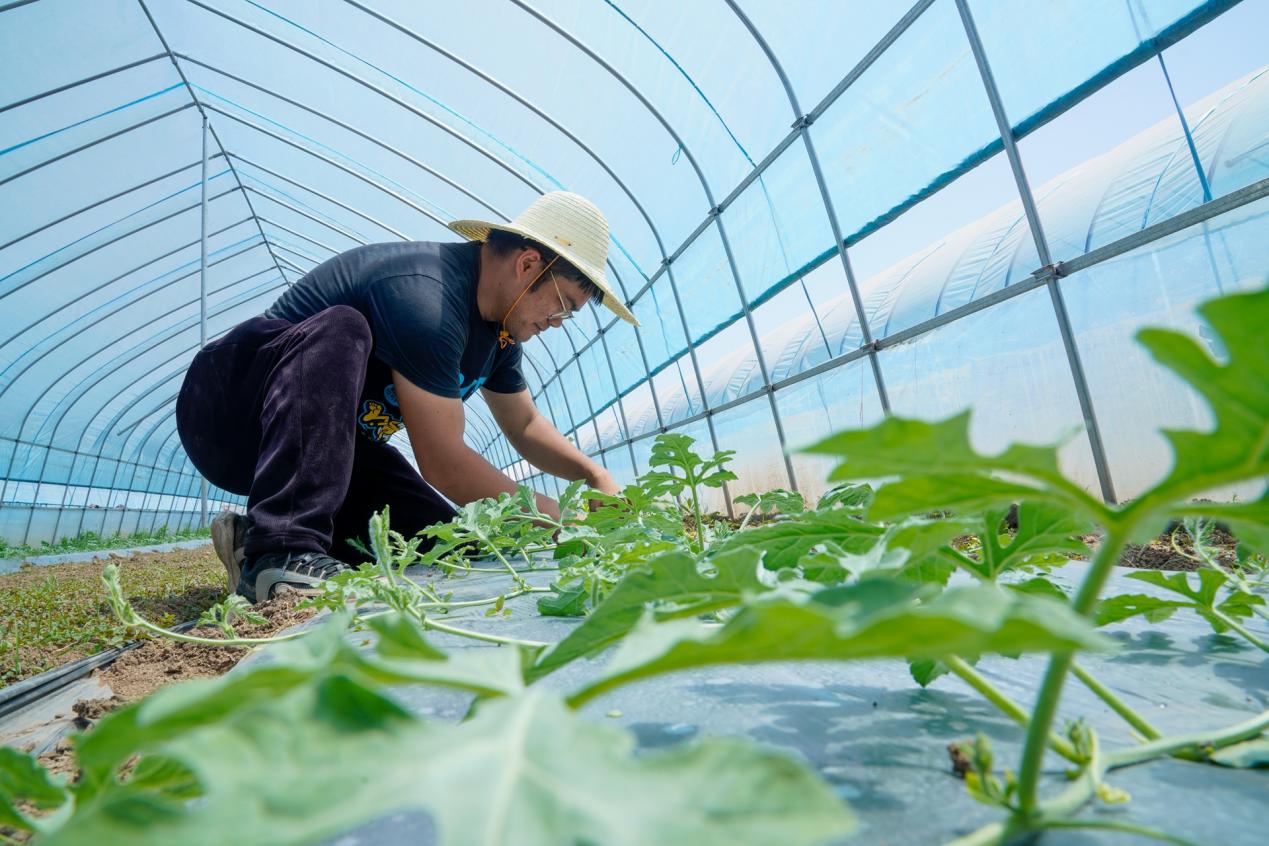 西瓜秧苗管护。 