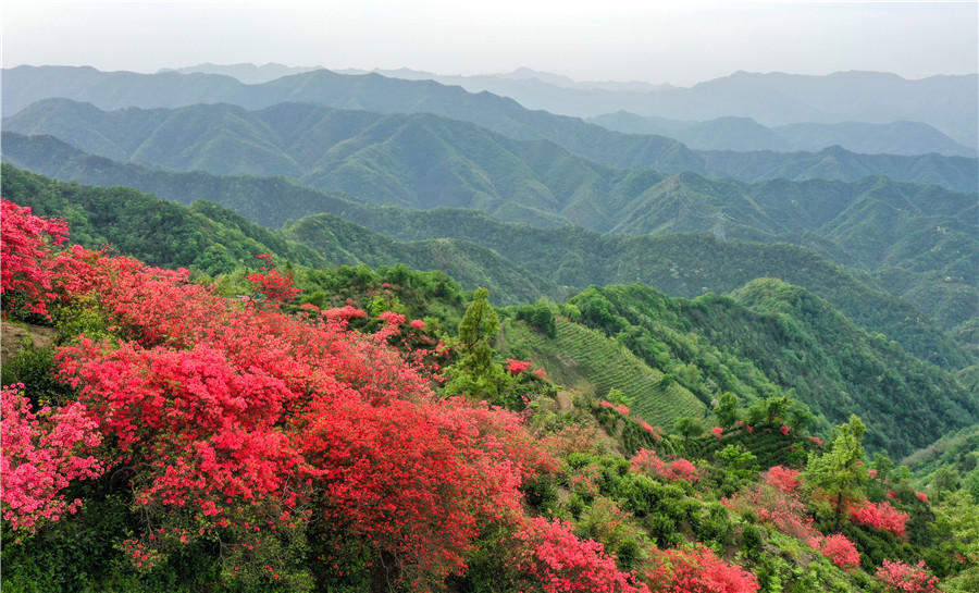 怒放的杜鹃花，层层叠叠，照得漫山红艳。人民网记者 张俊摄