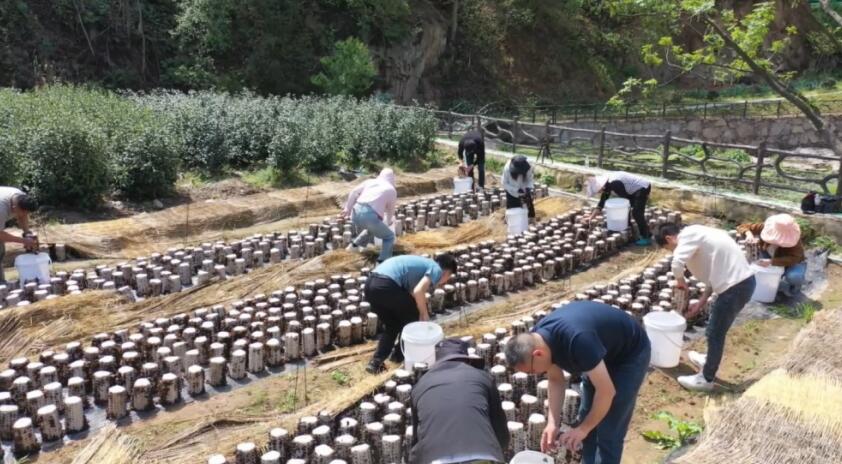 石窯村干群正在採收黑木耳。