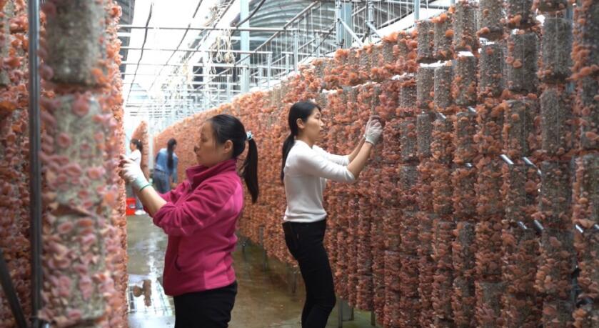 桐城市食用菌產業園大棚內，工人正在採收粉木耳。