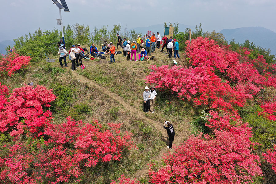 登高賞花赴春約。江建興攝
