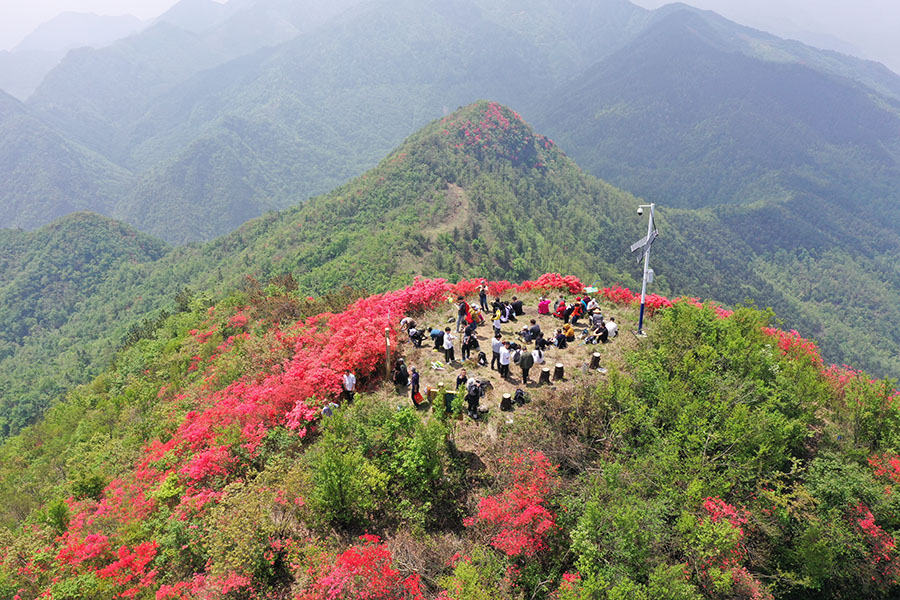 高山杜鵑引客來。江建興攝