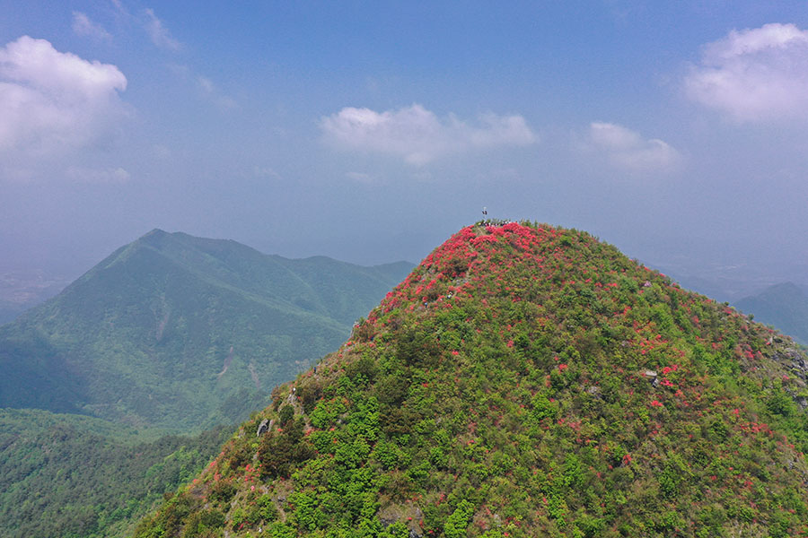 山野爛漫，杜鵑花開。江建興攝
