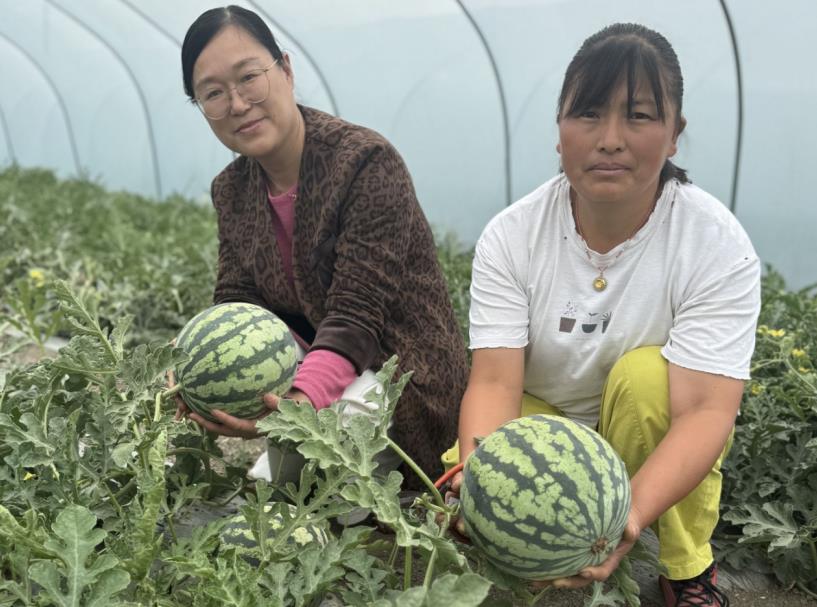 採摘西瓜。