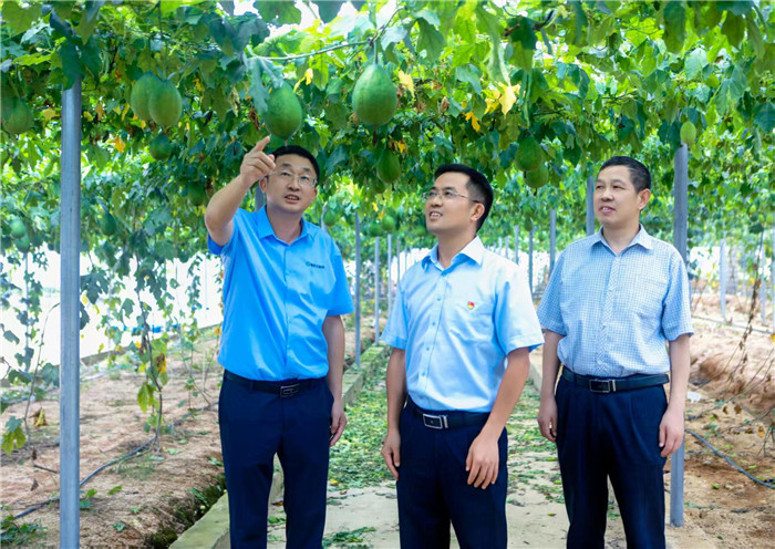陳志鴻在徽岳記瓜蔞基地調研。