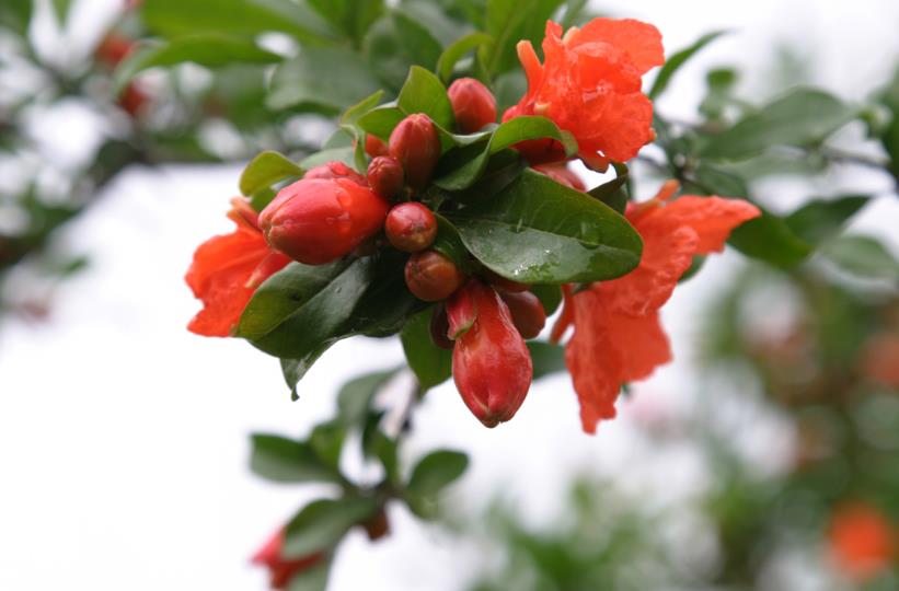 榴花。